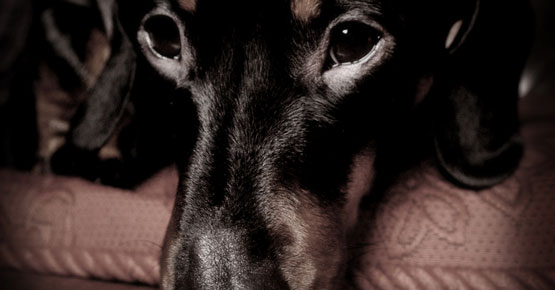 Jack - imagethirst